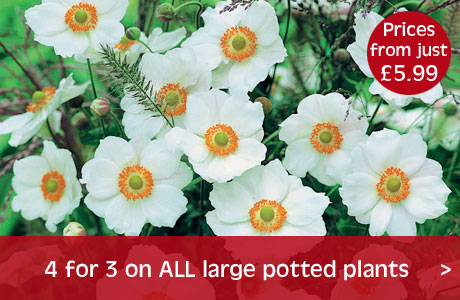 4 for 3 on large plants in our Instant Gardening Range